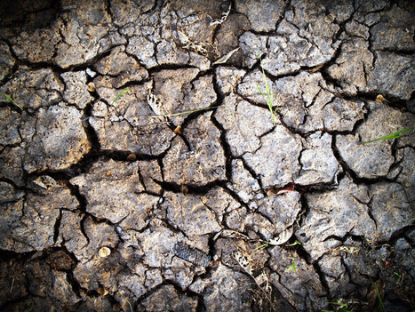 [INP-Recherche] Peatlands trap CO2, even during droughts  | InMédias | Scoop.it