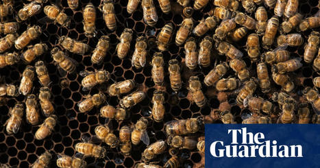 Le gouvernement américain approuve l'utilisation du premier vaccin au monde pour les abeilles domestiques | EntomoNews | Scoop.it