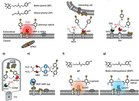 Controlling distance, time and reactivity: Chemical principles of proximity labeling | cin | RMH | Scoop.it