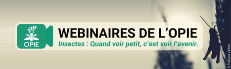 Webinaire spécial punaise. À la découverte des punaises : entre écologie, biologie et anecdotes | Variétés entomologiques | Scoop.it