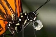 Colorful butterflies increase their odds of survival by sharing traits | Gardening Life | Scoop.it