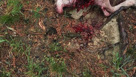 Arreau : 24 brebis attaquées dont 6 tuées par des chiens errants | Vallées d'Aure & Louron - Pyrénées | Scoop.it