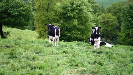 Recherche : Bientôt des arbres dans la ration des vaches laitières ? | Lait de Normandie... et d'ailleurs | Scoop.it
