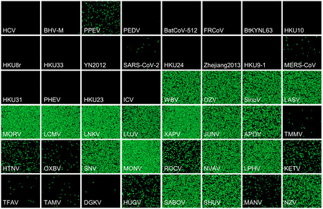 Viral Entry is a Weak Barrier to Zoonosis -  bioRxiv | Virus World | Scoop.it