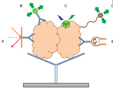 Biosensor-Based Detection of Calprotectin and Lactoferrin as Neutrophil-Derived Markers of Inflammatory Bowel Diseases: From Molecular Pathophysiology to Point-of-Care Platforms | mdpi | RMH | Scoop.it