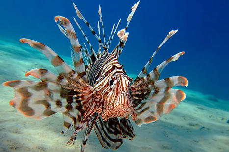 La mer Méditerranée se réchauffe et attire des poissons tropicaux dévastateurs | Biodiversité | Scoop.it