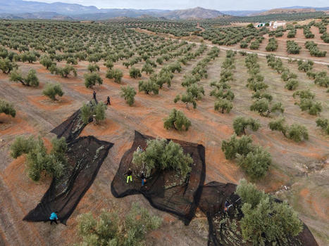 Heat Waves in Europe Threaten Olive Harvest for Second Consecutive Year - EcoWatch.com | Agents of Behemoth | Scoop.it