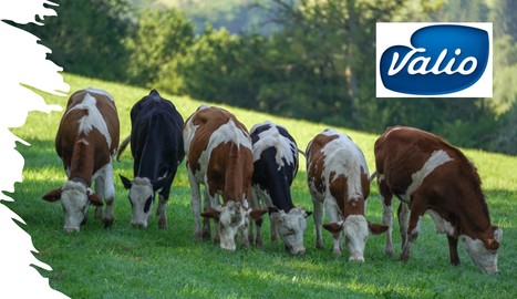 Finlande : Comment Valio incite les éleveurs laitiers à agir sur le climat, la biodiversité et le bien-être animal | Lait de Normandie... et d'ailleurs | Scoop.it