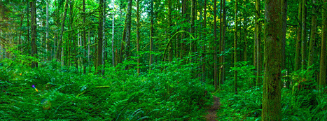 To Simplify, First Clear the Underbrush | T.I.P.S. Tracking | Scoop.it