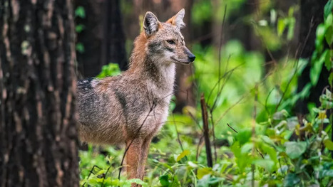 Les chacals dorés vont-ils s’installer durablement en France ?Le Figaro | Biodiversité | Scoop.it