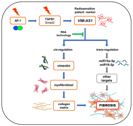 Séquelles de la radiothérapie du cancer du sein : l’ARN long non codant VIM-AS1 participe au développement de la fibrose | Life Sciences Université Paris-Saclay | Scoop.it
