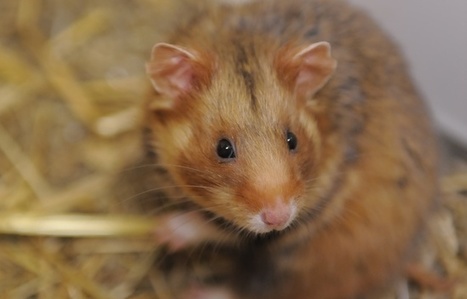 Alsace: Une «zone prioritaire pour la biodiversité» pour sauver le grand hamster ? | Biodiversité | Scoop.it