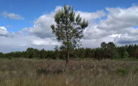 Geloux. Les lagunes, zones humides à conserver | Landes | Scoop.it