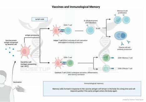 #immunology #vaccines #helper_t_cells #memory_t_cells #memory_b_cells… | Biosetup Lifesciences | Hésitations Vaccinales: Observatoire HESIVAXs | Scoop.it