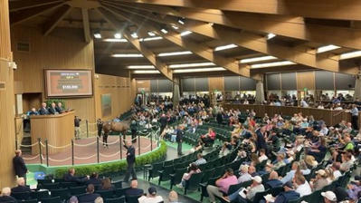 14 Yearlings Bring $1M Plus at Keeneland September - Video - - BloodHorse | Racing News | Scoop.it