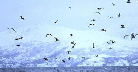 Pourquoi c'est important. Sommet sur l'Arctique : une guerre "froide" relancée par la Russie et les États-Unis | Histoires Naturelles | Scoop.it