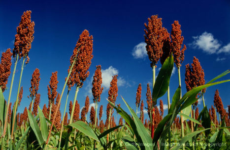 Pawar for popularisation of new sorghum varieties - Business Standard | The Asian Food Gazette. | Scoop.it