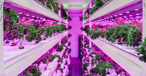AG-TECH : The urban farm start up Sustenir is undercutting importers by 30%  | INNOVATIONS | Scoop.it