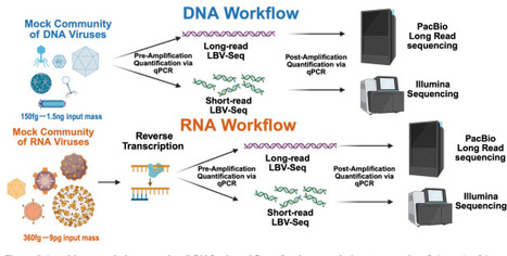Ultra-low biomass sequencing workflow (LBV-Seq) enables de novo metagenomic reconstruction of DNA and RNA viral genomes | brvt | RMH | Scoop.it
