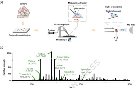 Single-bacterium metabolome revealing heterogeneous cellular states in bacterial populations | Ncm | RMH | Scoop.it