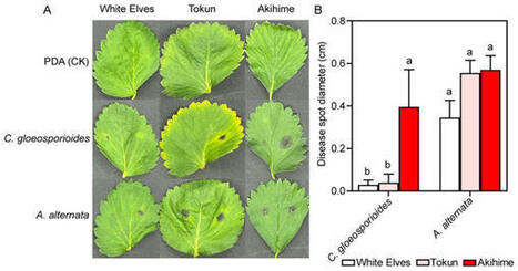 Endophytic fungal community composition and function response to strawberry genotype and disease resistance | Plant-Microbe Symbiosis | Scoop.it