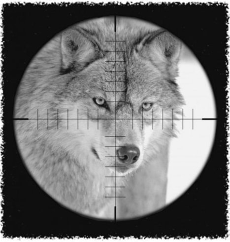 Les loups français seraient des chiens-loups et donc ne devraient pas être protégés | Pastoralisme Ours Loups Lynx | Scoop.it
