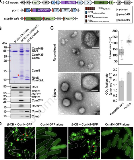 Engineering CO2-fixing modules in E. coli via efficient assembly of cyanobacterial Rubisco and carboxysomes | PComm | RMH | Scoop.it