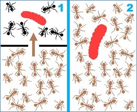 Des chenilles de papillon, parasites de fourmis, ont été ré-adoptées avec succès lors de la reprise de leur nid d'accueil par une autre colonie | EntomoNews | Scoop.it