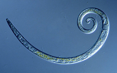 Worms Frozen for 42,000 Years in Siberian Permafrost Wriggle to Life | Bioscience News - GEG Tech top picks | Scoop.it