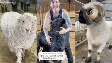 Sheep-Shearing TikTok is the most soothing place on the internet | Psychology of Media & Technology | Scoop.it