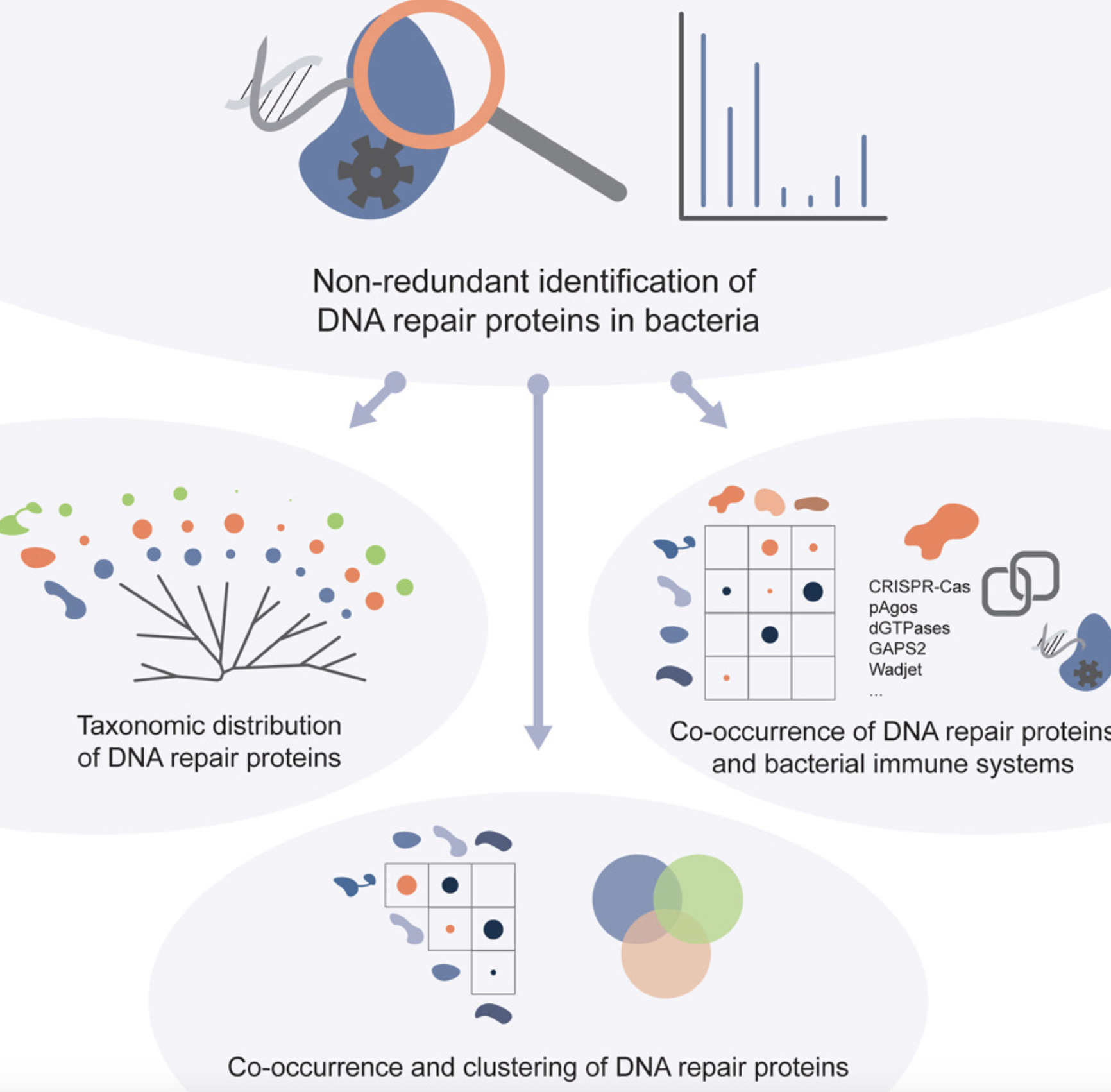 Distribution of bacterial DNA repair proteins a...