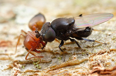 Curieuses antennes : la mouche agresseuse de fourmis et la larve d'un moucheron fantôme | EntomoNews | Scoop.it