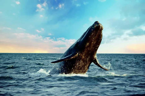 Cette baleine défie les distances et bat deux records : les scientifiques n’en reviennent pas | Biodiversité | Scoop.it