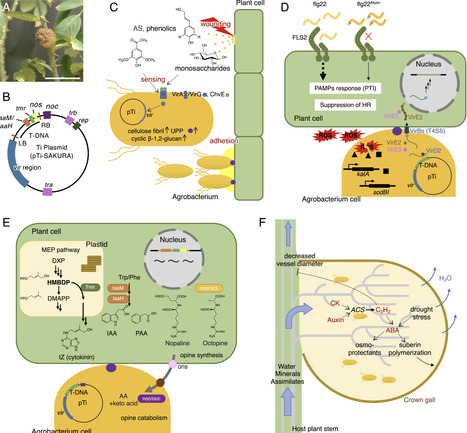 Microbe-induced galls and plant defence: metabolite crosstalk in a co-evolutionary battle | royal | RMH | Scoop.it