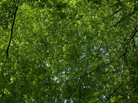 Forest&rsquo;Innlab : un lieu d&rsquo;exp&eacute;rimentations pour des projets forestiers innovants | For&ecirc;t, Bois, Milieux naturels : Interactions Enseignement sup&eacute;rieur - Organisations - Recherche | Scoop.it