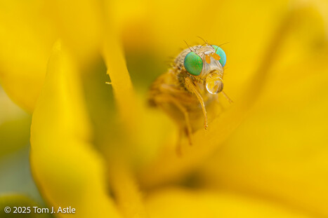 Photographie de Tom Astle | Variétés entomologiques | Scoop.it