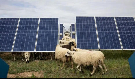 40 moutons l&acirc;ch&eacute;s sous des panneaux solaires : les &eacute;leveurs ont d&eacute;couvert un effet que personne n'avait pr&eacute;vu sur la production d'&eacute;nergie | Energies Renouvelables | Scoop.it