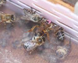 Il a été démontré que les ouvrières de l'abeille du Cap peuvent se cloner des millions de fois | EntomoNews | Scoop.it