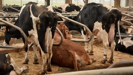 Sondage reproduction des bovins La moitié des élevages laitiers ont recours à un taureau de monte naturelle | Actualités de l'élevage | Scoop.it