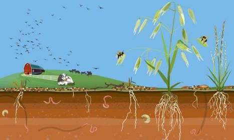 From the ground up: Regenerative agriculture revives farmland while curbing climate change | Soil matters | The Guardian | GTAV AC:G Y9 - Biomes and food security | Scoop.it