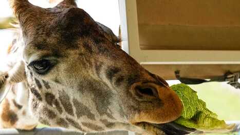 The Wilds safari park blends conservation, tourism in southeastern Ohio | Industry 411 - Waste Management | Scoop.it