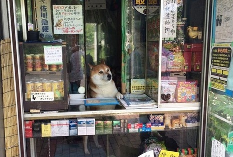 Koira, joka ”työskentelee” japanilaisessa kioskissa, tervehtii asiakkaita avaamalla kioskin luukun | 1Uutiset - Lukemisen tähden | Scoop.it