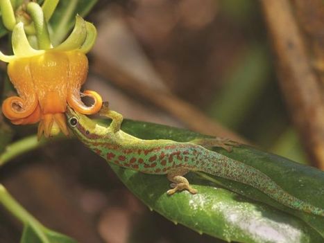 Oiseaux, mammifères, lézards : ces pollinisateurs menacés et trop souvent oubliés   | Agir pour la biodiversité ! | Scoop.it