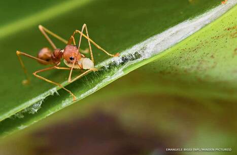 Les animaux utilisent-ils des outils ? | Insect Archive | Scoop.it