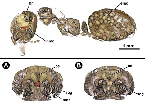Visualisation du parasite Dicrocoelium dendriticum dans le cerveau de la fourmi grâce à des tomographies 3D | EntomoNews | Scoop.it