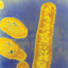 Gut Microbes May Drive Evolution: Scientific American | Five Regions of the Future | Scoop.it