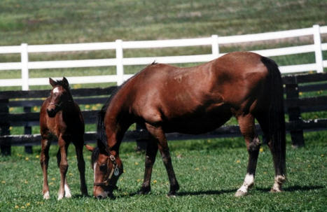 Jockey Club projects smaller '27 foal crop * | Racing Regulatory Issues | Scoop.it