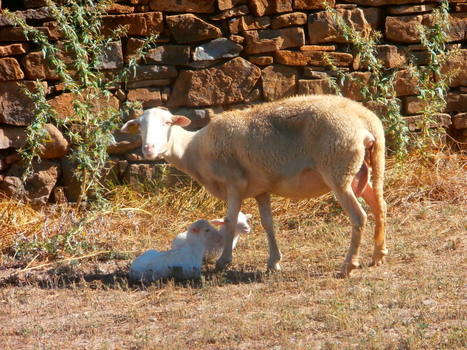 Les éleveurs et les syndicats réclament un soutien institutionnel pour l'élevage extensif en Haut Aragon en raison de la présence de loups | Vallées d'Aure & Louron - Pyrénées | Scoop.it