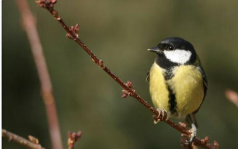 Les oiseaux communs en disparition dans la région Auvergne-Rhône-Alpes - Roanne (42300) | Histoires Naturelles | Scoop.it