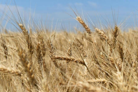 Guerre en Ukraine. Exportations de céréales ukrainiennes : des avancées selon Poutine mais selon certaines conditions - Réussir | Agriculture et Alimentation Durable Méditerranéenne | Scoop.it
